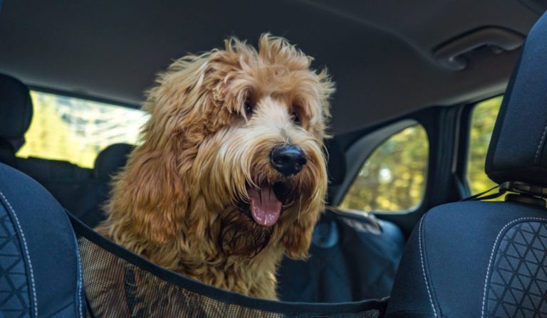 Dog Travel Kennel: Top Tips for Safe and Stress-Free Trips